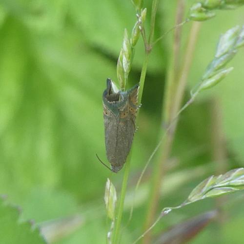 Réf. 283 883 : Grapholita gemmiferana